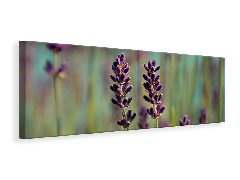 Panoramic Canvas Print Lavender in XL
