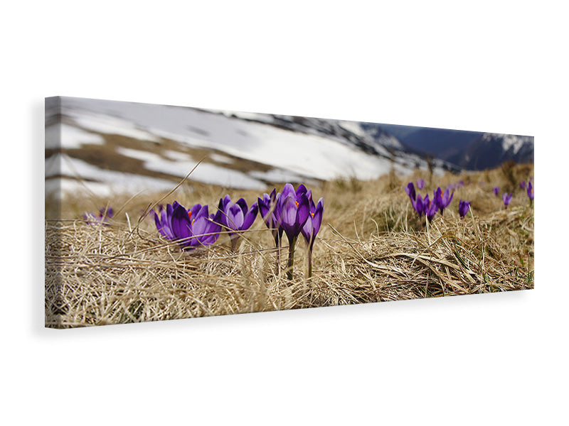 Panoramic Canvas Print Purple crocus