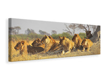 Load image into Gallery viewer, Panoramic Canvas Print Lion family
