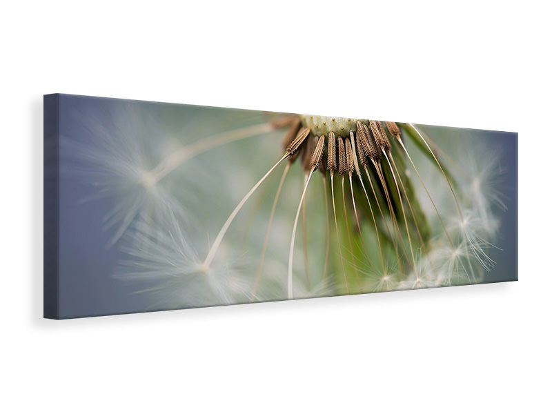 Panoramic Canvas Print Dandelion Close up