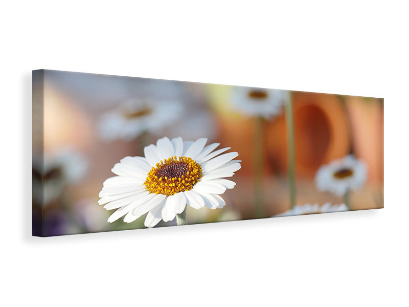 Panoramic Canvas Print Daisies XL