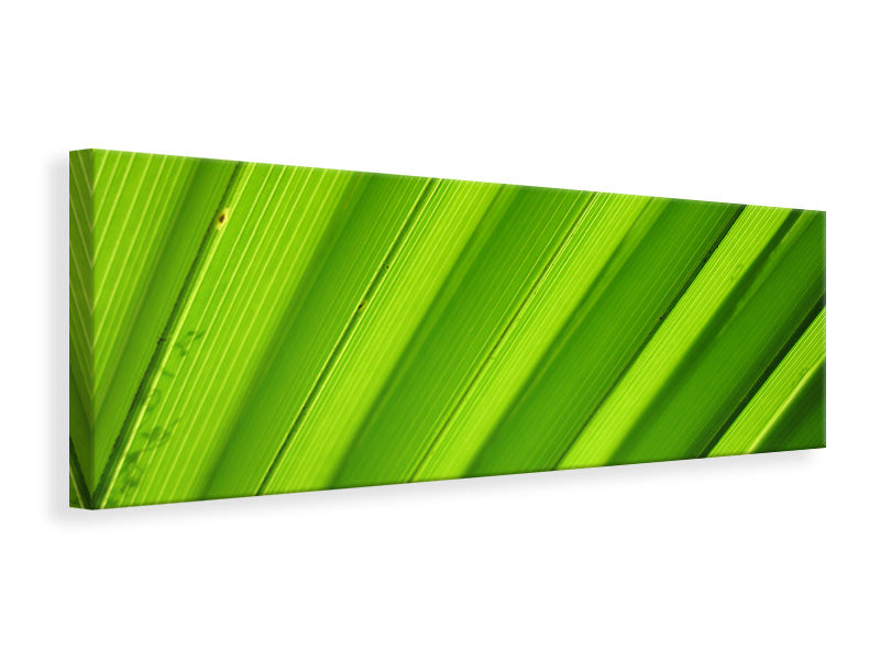 Panoramic Canvas Print Palm stripes 2