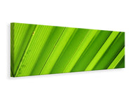 Panoramic Canvas Print Palm stripes 2