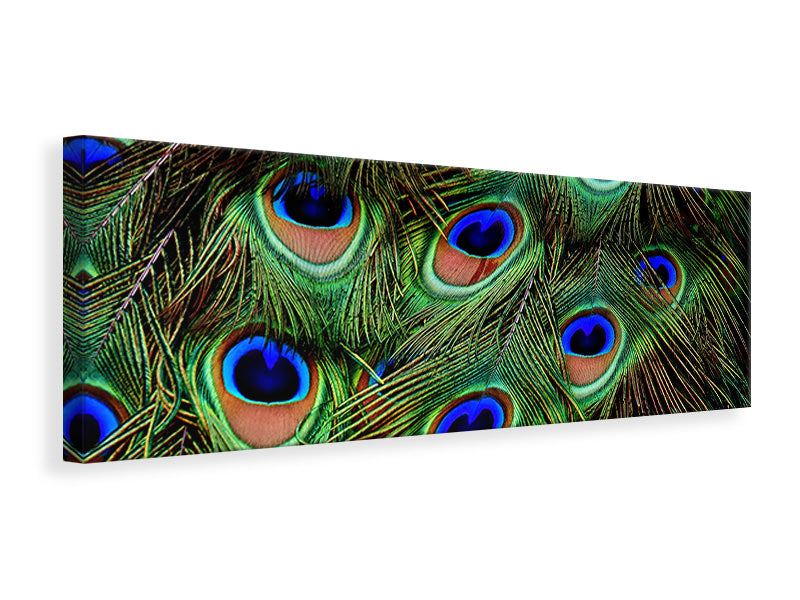 Panoramic Canvas Print Peacock feathers XXL