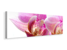 Load image into Gallery viewer, Panoramic Canvas Print Magnificent phalaenopsis
