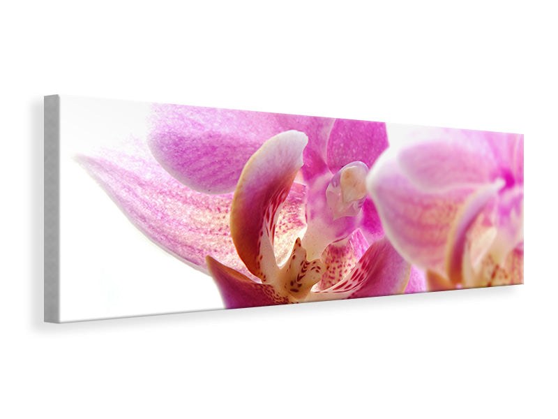 Panoramic Canvas Print Magnificent phalaenopsis