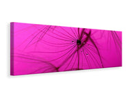 Panoramic Canvas Print Dandelion in pink
