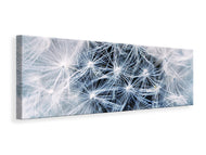 Panoramic Canvas Print Ripe dandelion Close up
