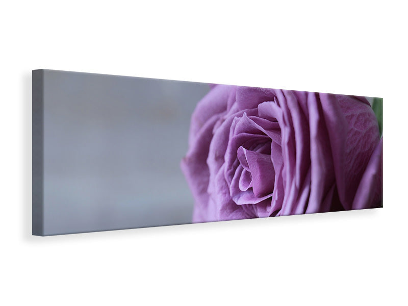 Panoramic Canvas Print Rose in purple XXL