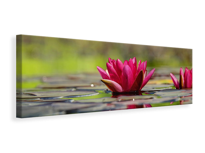 Panoramic Canvas Print Red water lily duo