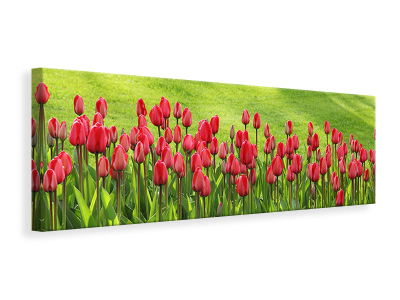 Panoramic Canvas Print Red tulip field in the sunlight