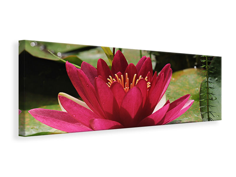 Panoramic Canvas Print Water lily in red