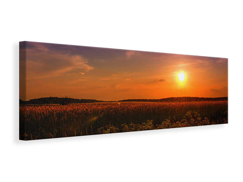 Panoramic Canvas Print Sunset at the flower field
