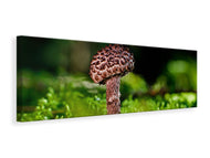 Panoramic Canvas Print Strobilomyces strobilaceus
