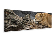 Load image into Gallery viewer, Panoramic Canvas Print Dreaming lioness
