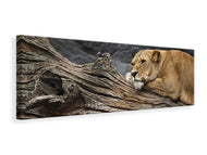 Panoramic Canvas Print Dreaming lioness