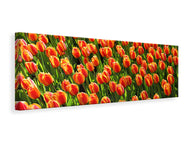 Panoramic Canvas Print Tulip field in orange