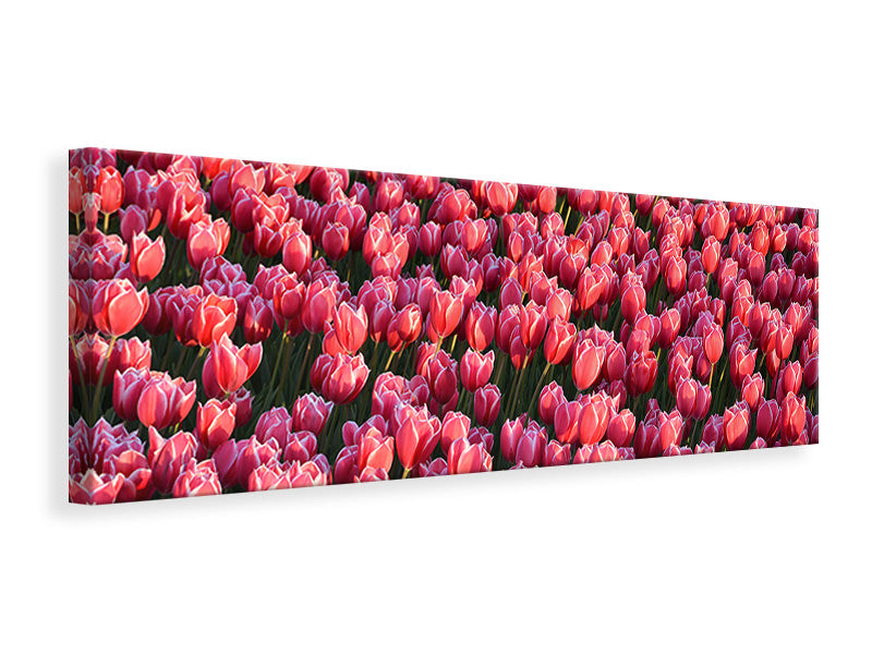 Panoramic Canvas Print Lush tulip field