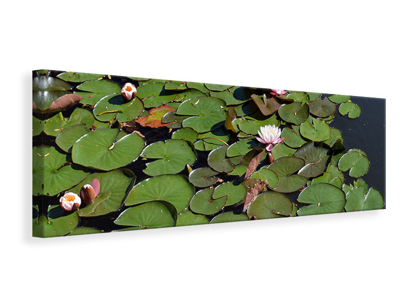 Panoramic Canvas Print White water lilies in the pond