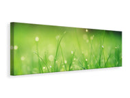 Panoramic Canvas Print Meadow with morning dew