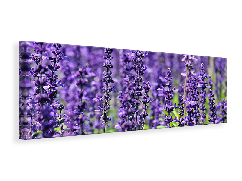 Panoramic Canvas Print XL lavender