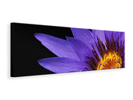 Panoramic Canvas Print XL water lily in purple
