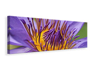 Panoramic Canvas Print XXL water lily in purple