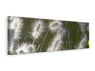 Panoramic Canvas Print Ornamental grasses in XL
