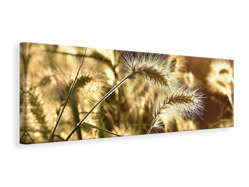 Panoramic Canvas Print Ornamental grass in the sunlight
