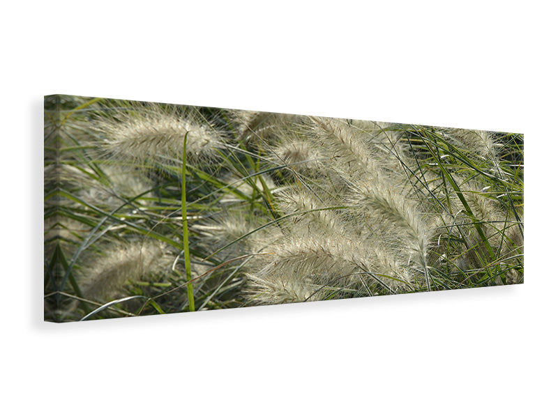 Panoramic Canvas Print Ornamental grass in the wind